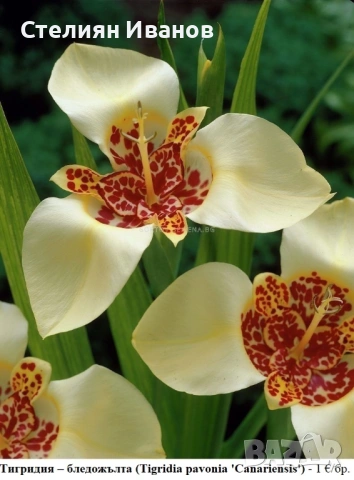 Тигридия – бледожълта (Tigridia pavonia ‘Canariensis’) - луковици