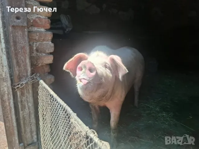🐷 Продавам бели прасета (прасенца) 🐖 гр. Кнежа - 1 свободно, снимка 5 - Прасета - 51024233