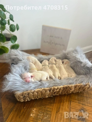 Голдън ретривър момченце ваксина, снимка 3 - Голдън ретривър - 54133887