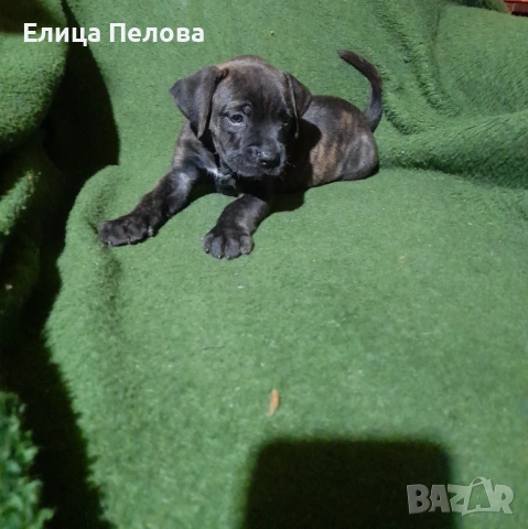 Боксерчета 