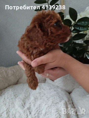 Той Пудел Poodle toi , снимка 4 - Пудели - 54976284