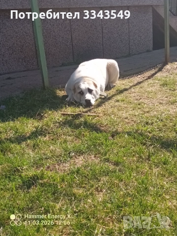 Женско кутре на 6 месеца , снимка 3 - Алабай - 54180091