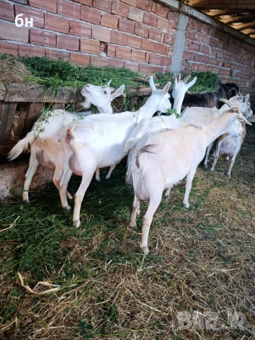 Кози 7 броя и 1 пръч, снимка 3 - Кози - 54896329
