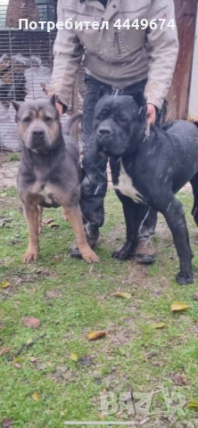 Кане корсо (ферментино), снимка 8 - Кане корсо - 54090889