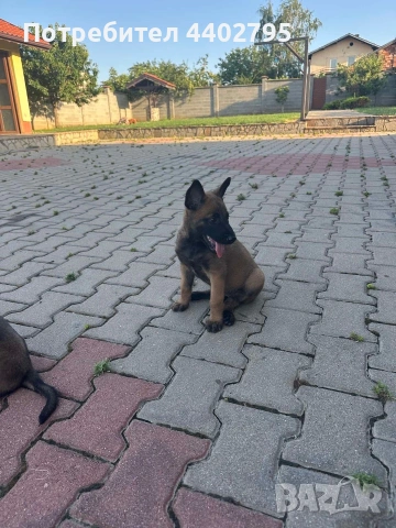Белгийска овчарка, снимка 6 - Белгийска овчарка - 55092686