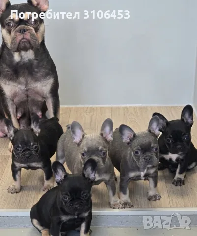 Френски булдог French Bulldog