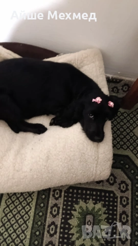 Английски кокер шпануол, снимка 3 - Кокер шпаньол - 54089071