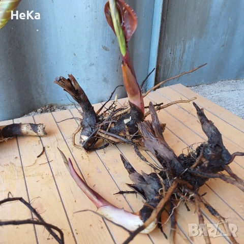 градински кани , снимка 4 - Други - 54317427