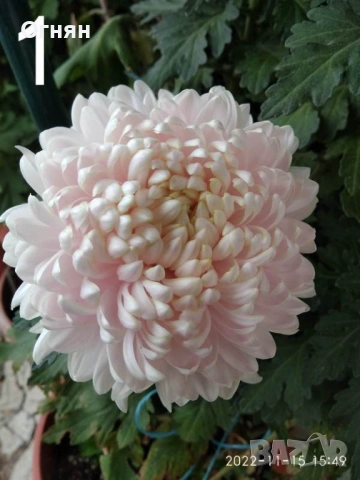 Разсад хризантеми
