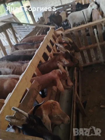 Продавам домашно гледани кози , снимка 3 - Кози - 55574870