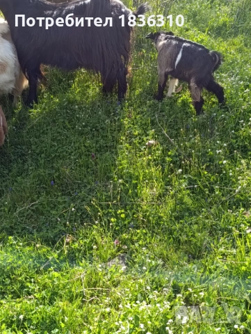 Коза с 3 ярета, снимка 3 - Кози - 54231285