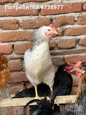 Разплодни яйца, снимка 3 - други­ - 54272318