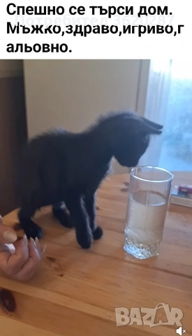 Мъжко котенце, снимка 3 - Други - 55075214