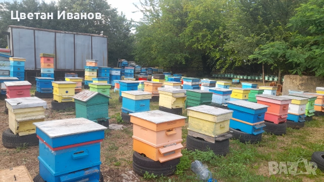 Пчелни семейства , снимка 9 - За пчели - 55212857