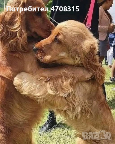 Кокер шпаньол момче карамел, снимка 6 - Кокер шпаньол - 54123923