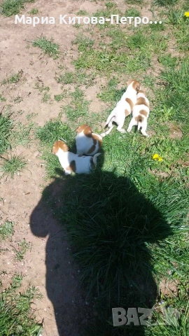 Джак Ръсел , снимка 7 - Джак ръсел териер - 54362008