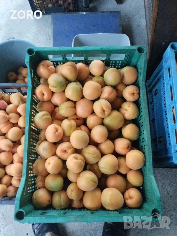 Продавам кайсии за компот , снимка 3 - Домашни продукти - 55206926