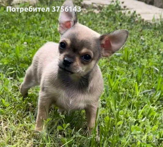Прекрасно Чихуахуа Момче Шоколадов фаун, снимка 2 - Чихуахуа - 55399140