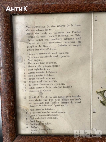 Медицинско Табло Брошура BAYER , снимка 10 - Антикварни и старинни предмети - 54249688