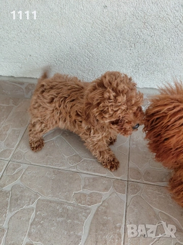 Пудел Той Тийкъп , снимка 9 - Пудели - 54243761