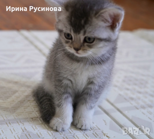 Британска късокосместа