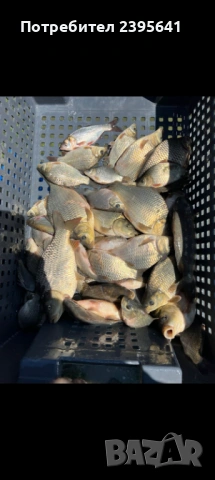 Зарибителен материал толостолоб, снимка 3 - Други животни - 53968500