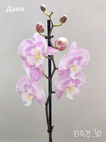 Орхидеи Фаленопсис, снимка 5 - Стайни растения - 54008191