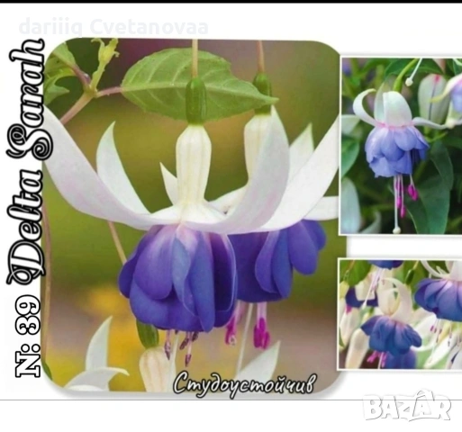 Фуксия за вашата градина , снимка 4 - Градински цветя и растения - 54220241