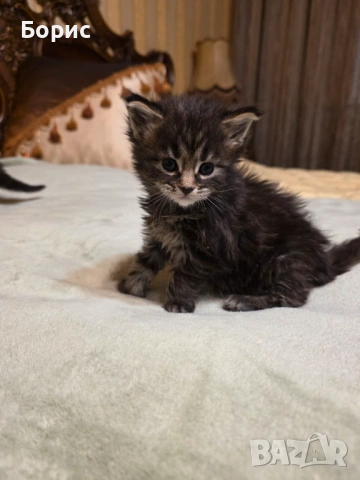 Мейн куун котета