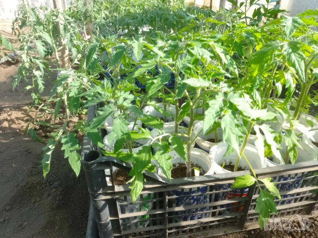 Продавам пикиран разсад домати, снимка 3 - Разсади - 54313046