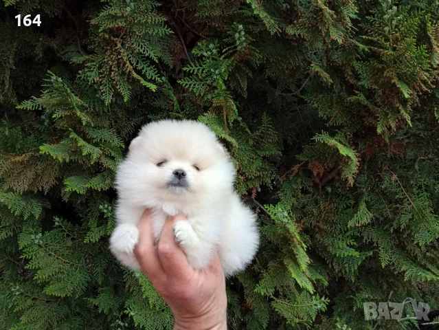 Померани. Реални снимки от 21.04.2026 г. , снимка 8 - Померан - 54273673