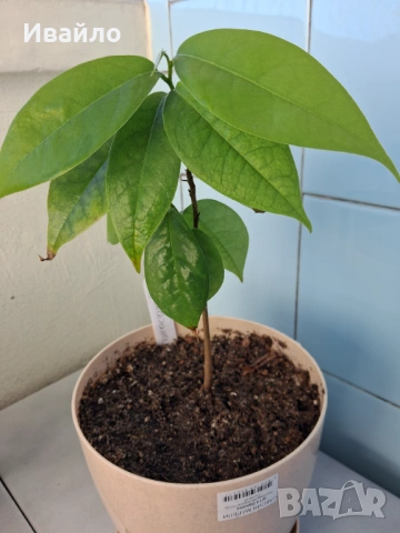 Annona muricata - Гуанабана