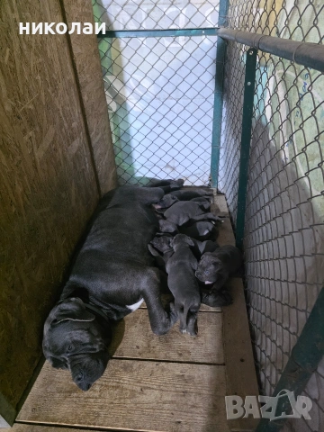 Бебета кане корсо, снимка 13 - Кане корсо - 55042302