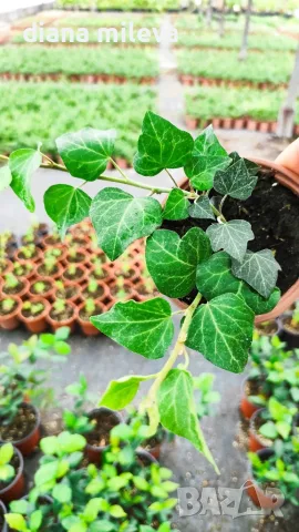 Обикновен бръшлян (hedera helix), студоустойчив, снимка 5 - Градински цветя и растения - 48092539