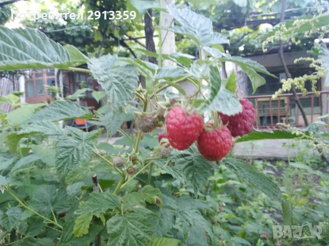 Селска къща село Баячево, снимка 9 - Къщи - 54242247