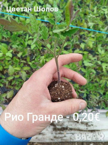Разсад Розова Магия, Рио Гранде, Мон Чери , снимка 5 - Разсади - 54275132