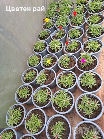 Кичесто калдаръмче , снимка 7 - Градински цветя и растения - 54365045