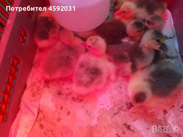 Гъсета, снимка 5 - Патици и гъски - 54228921