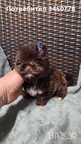 Мини шоколадов йорк момче, снимка 3 - Йоркширски териер - 54310291