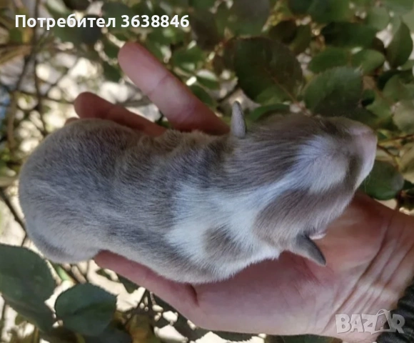 Бордър коли, снимка 2 - Бордър коли - 54370467