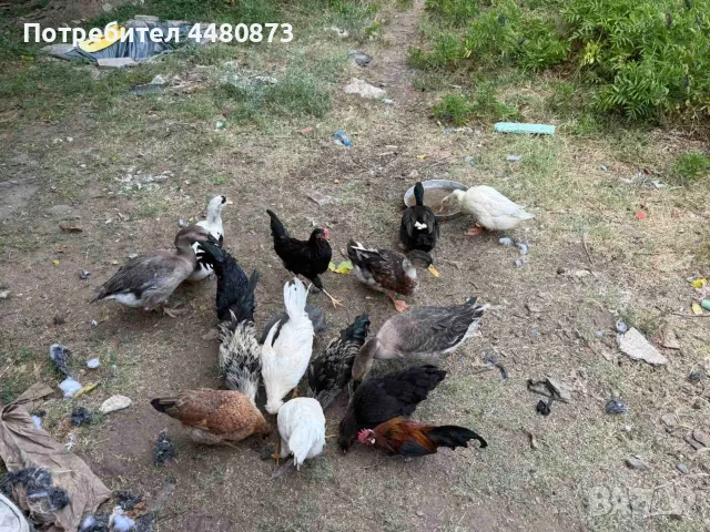 Ярки, гъски, патки
