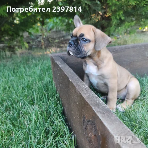 Френски булдог - Женско, снимка 6 - Френски булдог - 55008762