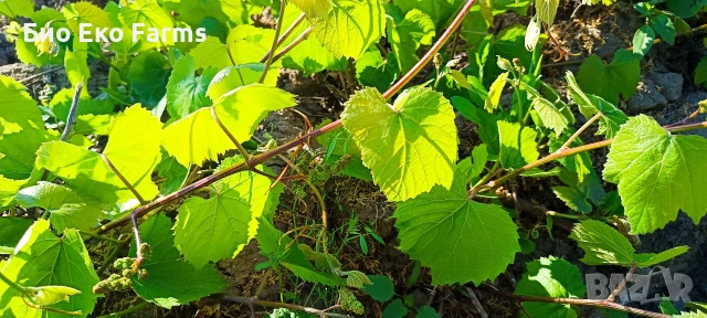 Пресни лозови листа 