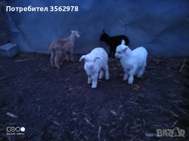 кози, снимка 3 - Кози - 53983590