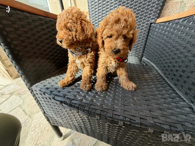 Мини пудели Актуално от 16.4.2026, снимка 2 - Пудели - 54207444