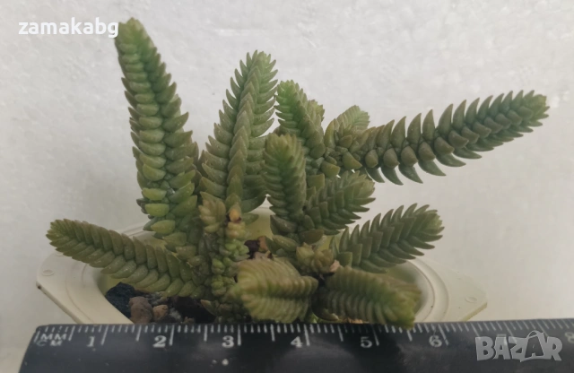 Красула (Crassula lycopodioides, сукулентно растение