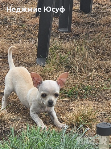 Продавам мъжко чихухуа, снимка 4 - Чихуахуа - 54360118