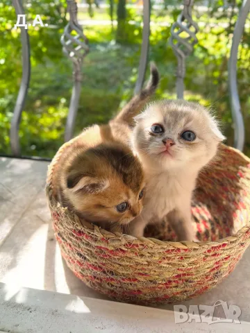 🐾 Чистокръвни котенца Scottish Fold / Scottish Straight – Golden & Silver 🐾, снимка 4 - Чинчили - 55353347