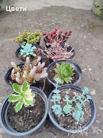 Продавам седуми, снимка 3 - Градински цветя и растения - 54213256