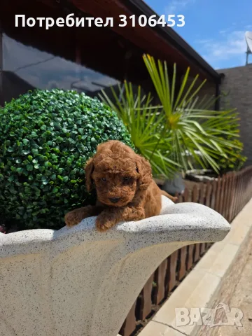 Пудел мини mini poodle
